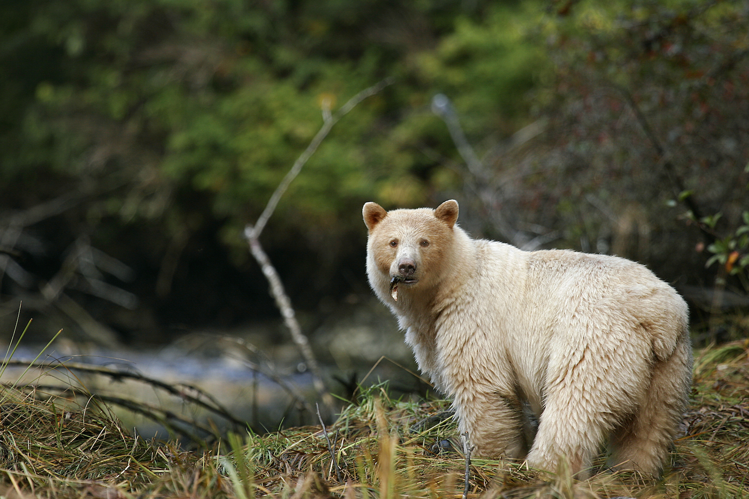 Visit with the Canadian Spirit Bear